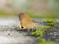 Hasora mus