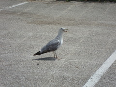 Larus michahellis