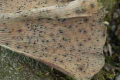 Bartheletia paradoxa