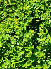 Portulaca oleracea