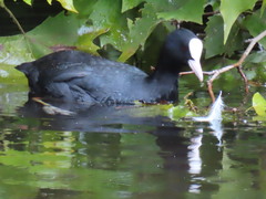 Fulica atra