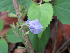 Salvia ramamoorthyana