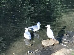 Larus delawarensis