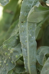 Hyaloperonospora galligena