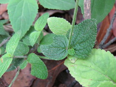 Salvia ramamoorthyana