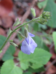 Salvia ramamoorthyana