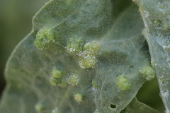 Hyaloperonospora galligena