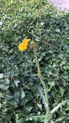 Sonchus