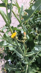 Sonchus