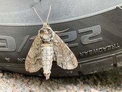 Ceratomia undulosa