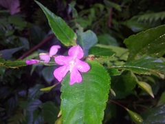 Impatiens exilis