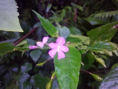 Impatiens exilis