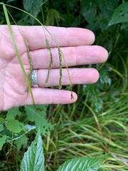 Carex debilis rudgei