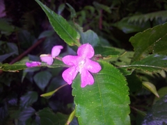 Impatiens exilis