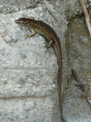 Trachylepis comorensis
