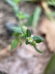 Polygonum