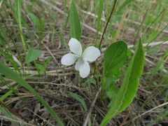 Viola patrinii