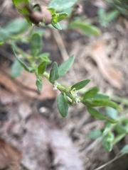 Polygonum