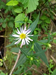 Symphyotrichum novi-belgii villicaule
