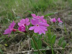 Primula sieboldii