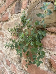 Parietaria judaica