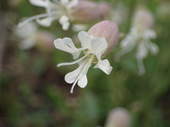 Silene vulgaris