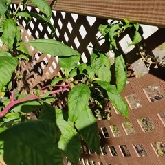Phytolacca americana