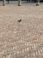 Columba livia domestica