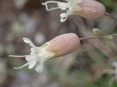 Silene vulgaris