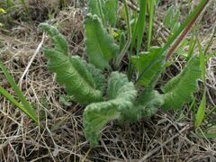 Primula sieboldii