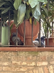 Columba livia domestica