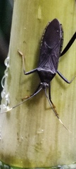 Notobitus meleagris