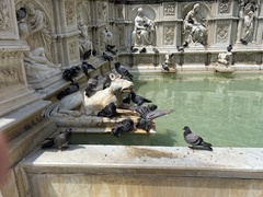 Columba livia domestica