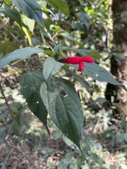 Salvia sellowiana
