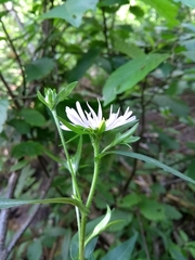 Symphyotrichum novi-belgii villicaule