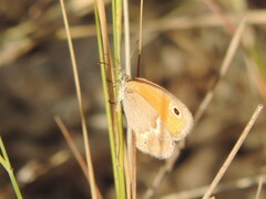 Coenonympha pamphilus