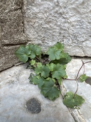 Cymbalaria muralis