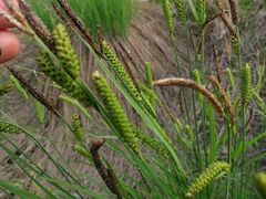 Carex schmidtii