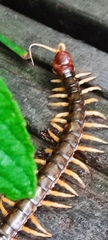 Scolopendra mutilans
