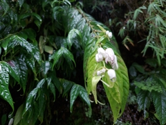 Pentasacme pulcherrima