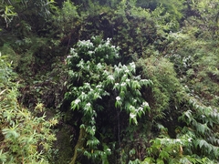 Pentasacme pulcherrima