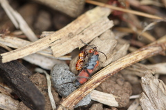 Melanerythrus mactans