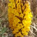 Yellow Broomrape - Photo (c) MARIANO ORTUÑO, some rights reserved (CC BY), uploaded by MARIANO ORTUÑO