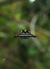 Gasteracantha geminata