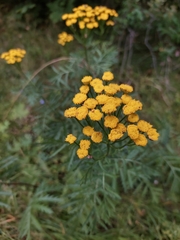 Tanacetum vulgare