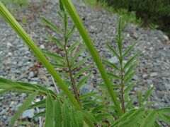 Valeriana alternifolia