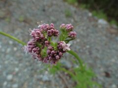 Valeriana alternifolia