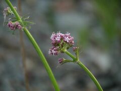 Valeriana alternifolia