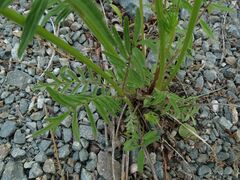 Valeriana alternifolia
