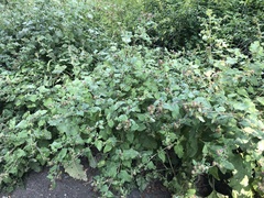 Arctium minus